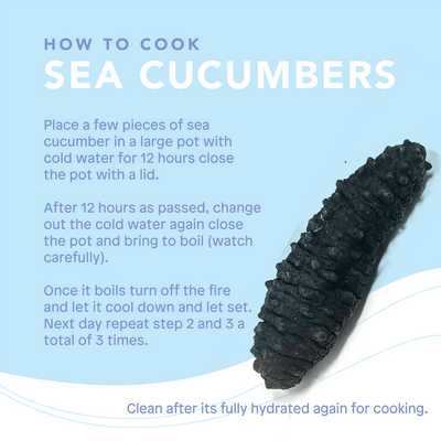 Black Pin Sea Cucumber